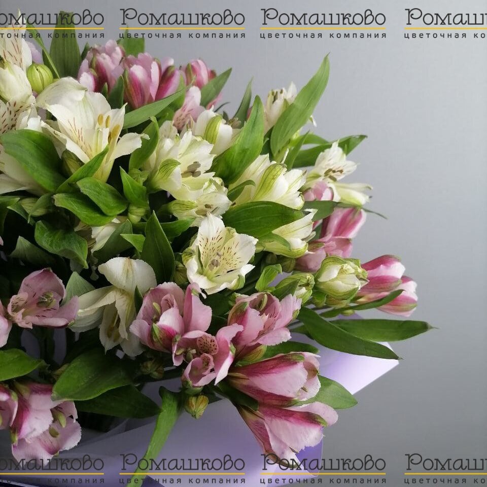 15 Альстромерий Эквадор