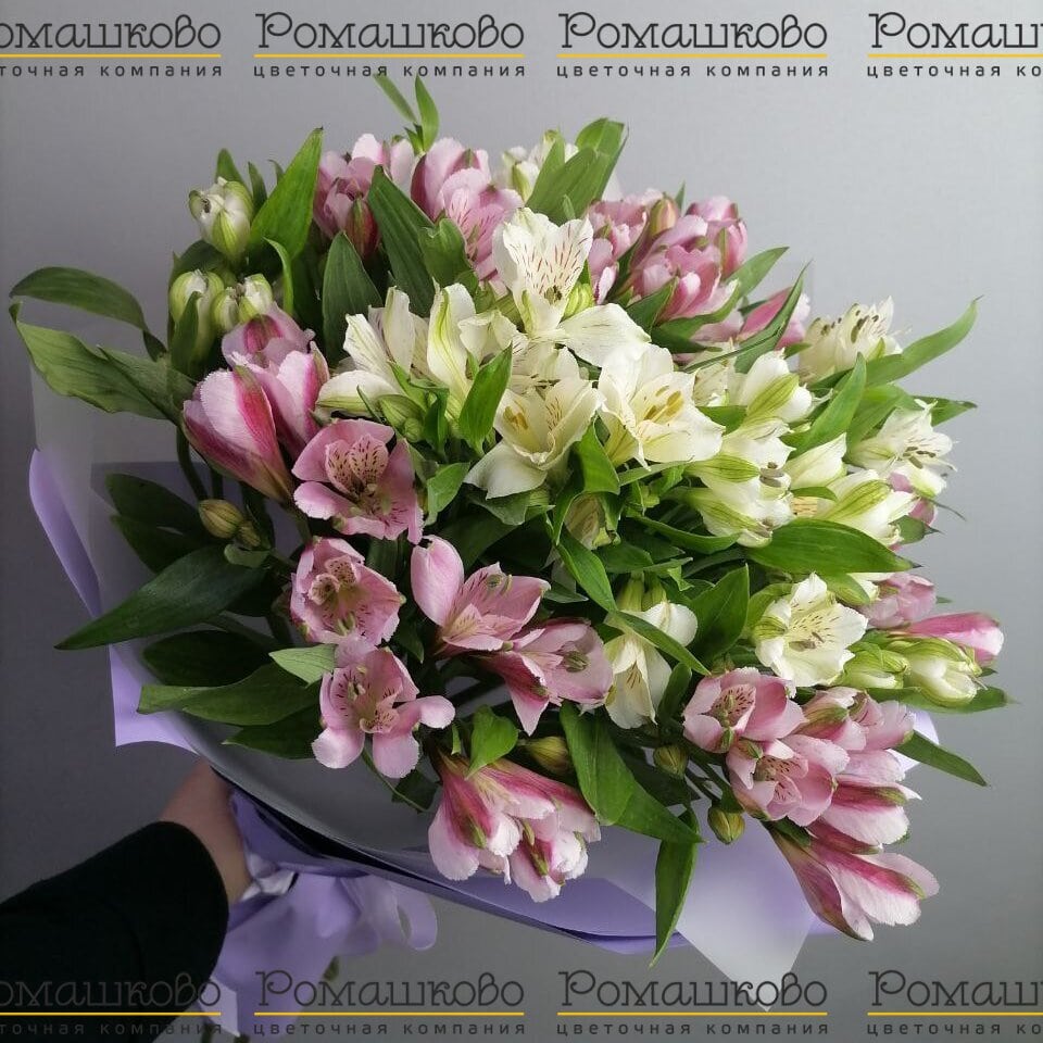 15 Альстромерий Эквадор