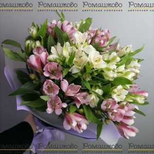 Превью 15 Альстромерий Эквадор