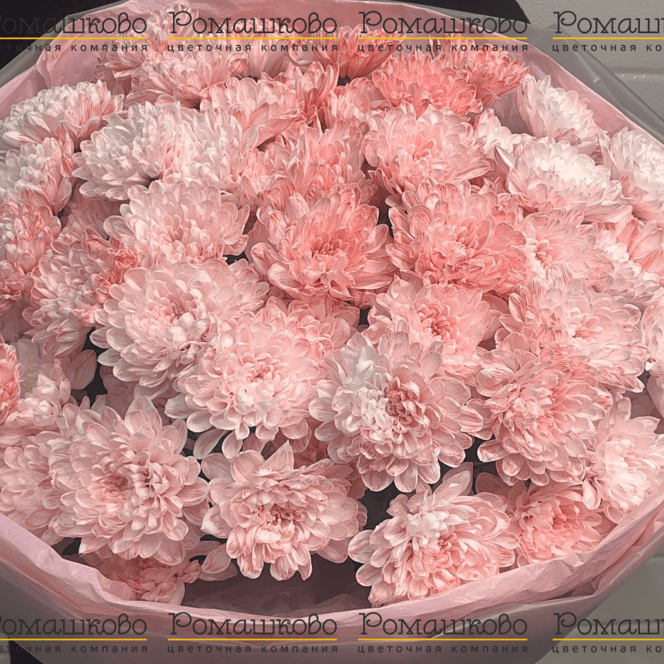 11 кустовых хризантем