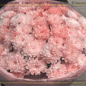 Превью 11 кустовых хризантем