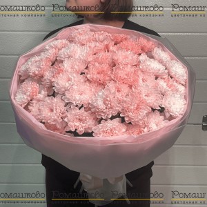 Превью 11 кустовых хризантем