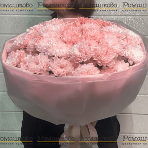 Превью 11 кустовых хризантем