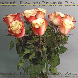 Превью 11 роз микс (60см)