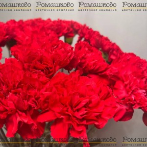 Превью 25 Красных гвоздик