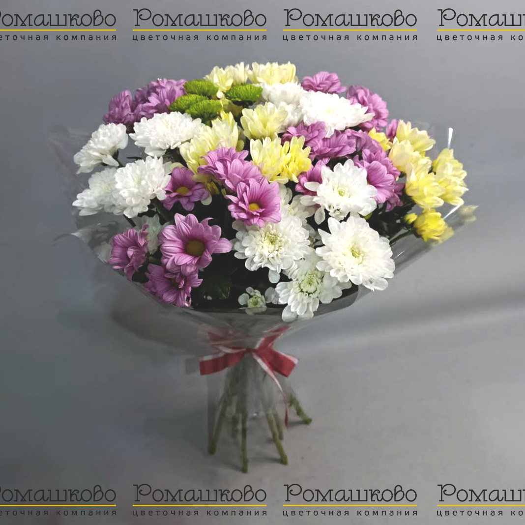 11 Хризантем кустовых