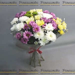 Превью 11 Хризантем кустовых