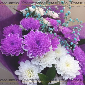 Превью Букет из 5 фиолетовых хризантем