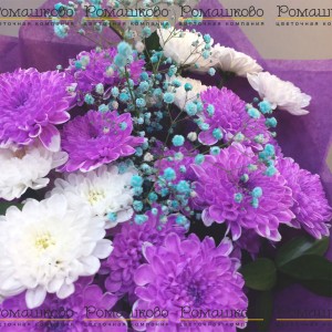 Превью Букет из 5 фиолетовых хризантем