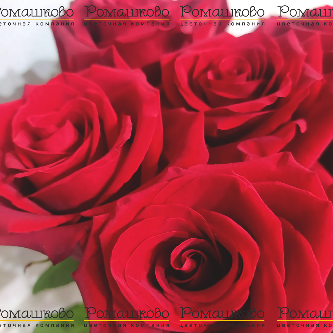 11 роз Эксплорер (50см)