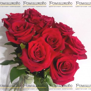 Превью 11 роз Эксплорер (50см)