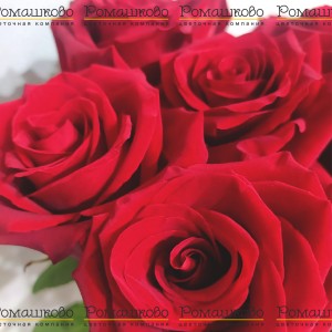 Превью 11 роз Эксплорер (50см)