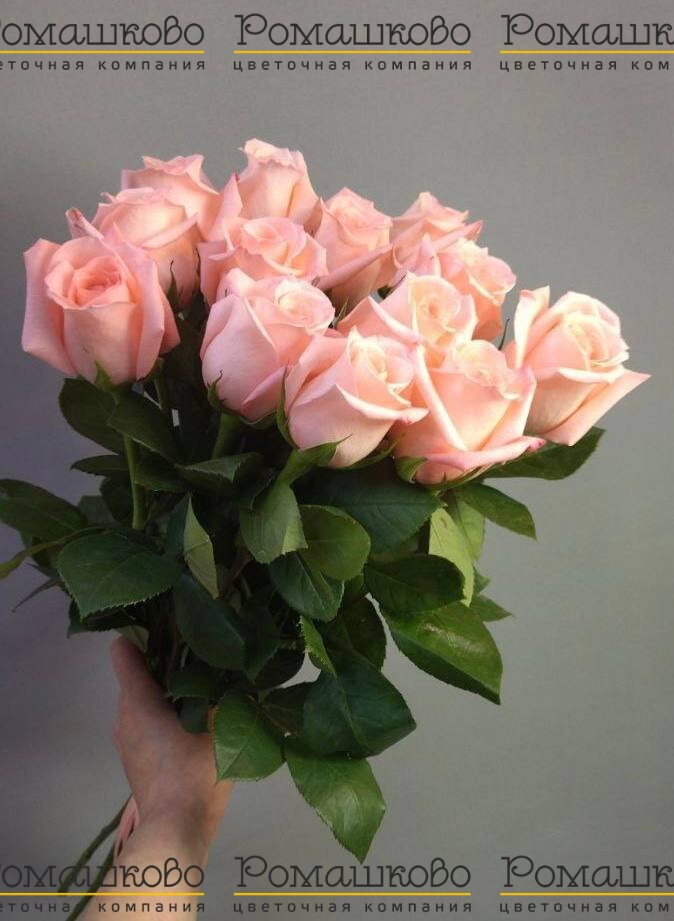 Букет из 13 розовых роз