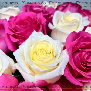 Превью Букет из 31 бело-розовой розы (50 см)