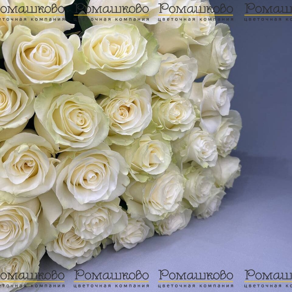 Букет из 35 белой розы (70 см)