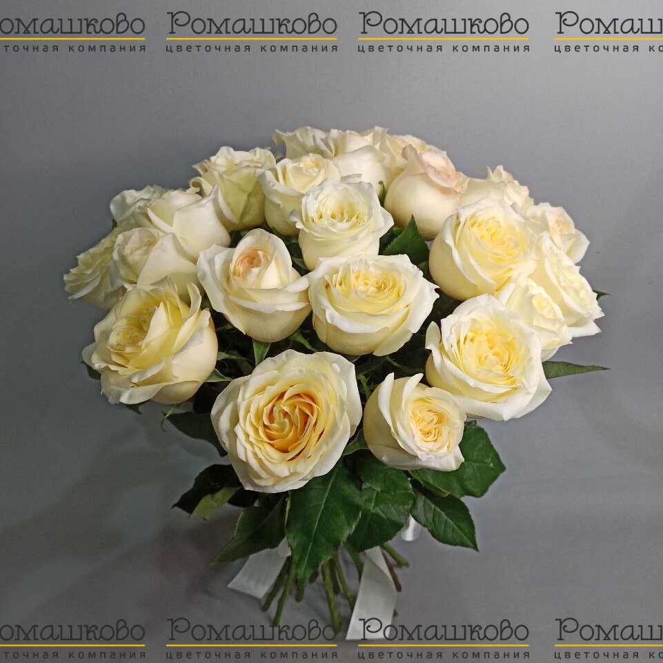 Букет из 25 кремовых роз (50см)