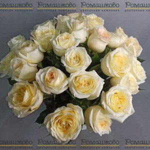 Превью Букет из 25 кремовых роз (50см)