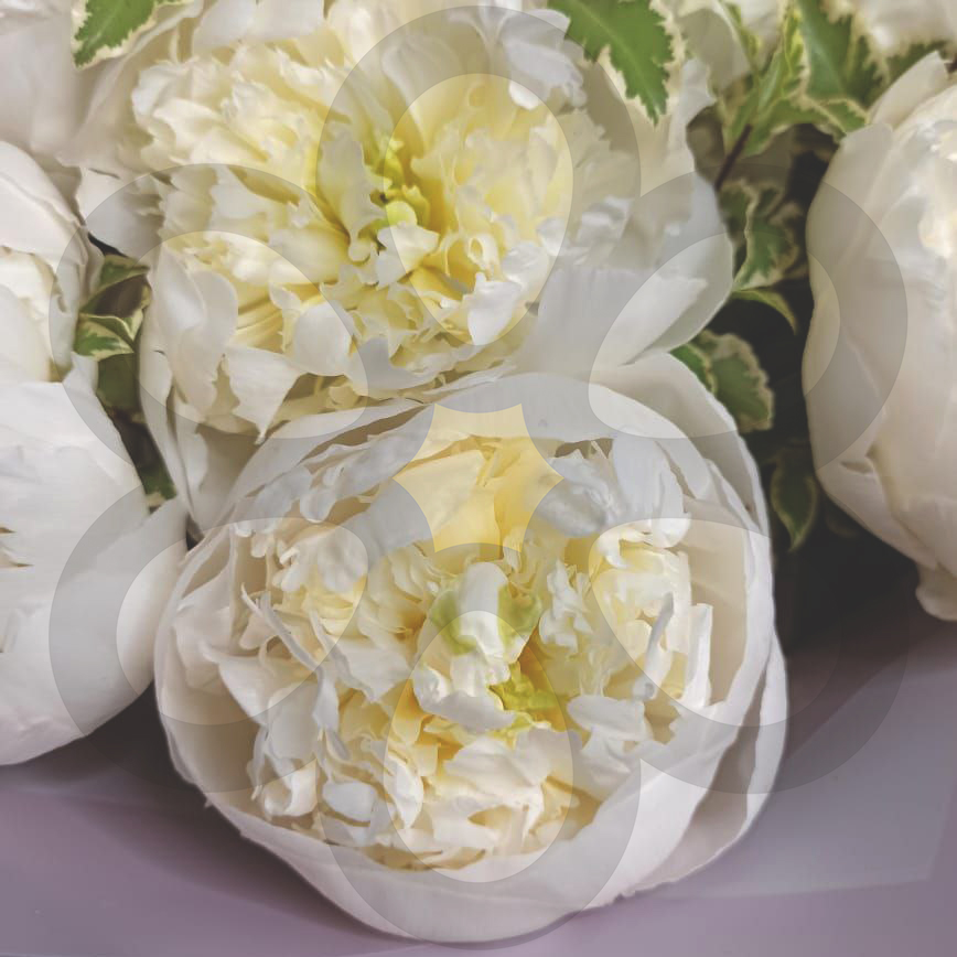 Букет из 11 белых пионов