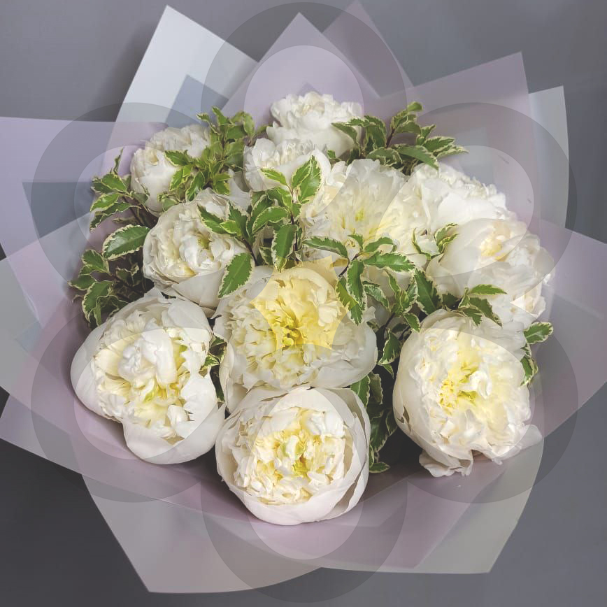 Букет из 11 белых пионов