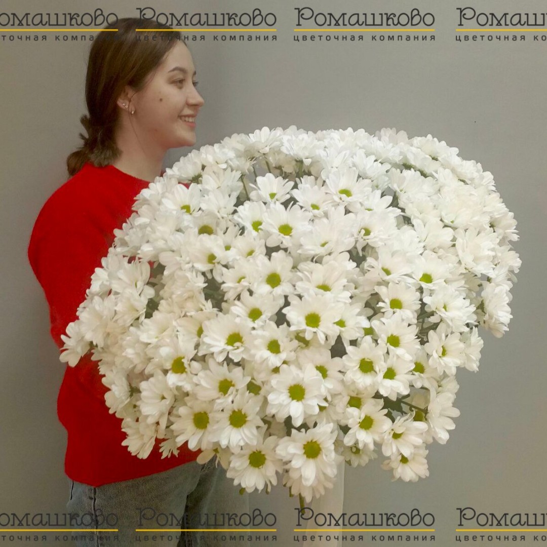 35 белой кустовой хризантемы