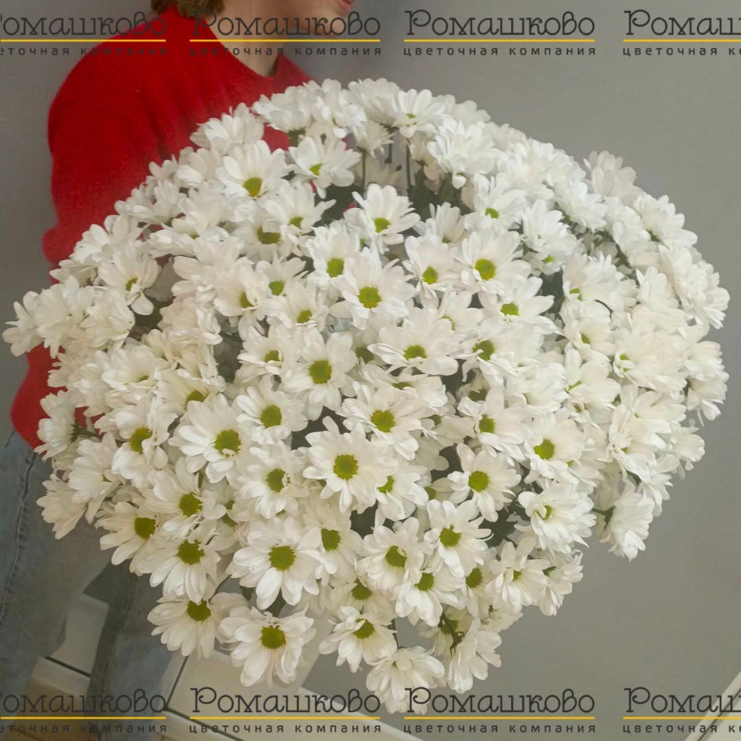35 белой кустовой хризантемы