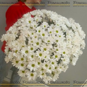 Превью 35 белой кустовой хризантемы