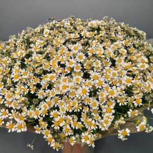 Превью Букет из 51 веточки ромашек Камилла