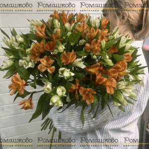 Превью Букет из 25 альстромерий