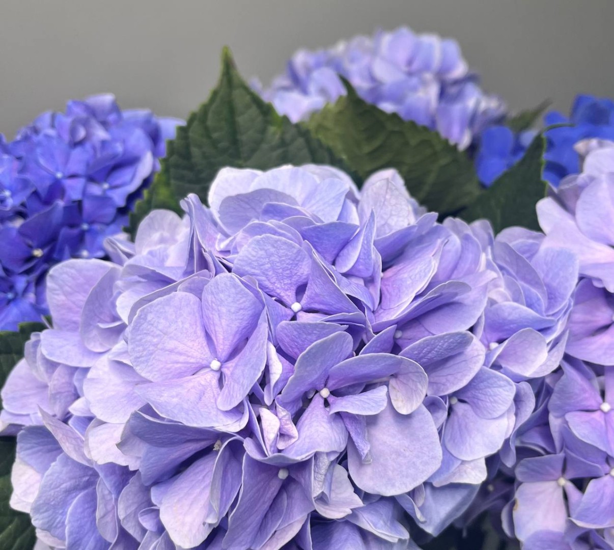 Букет из 5 светло-синих гортензий