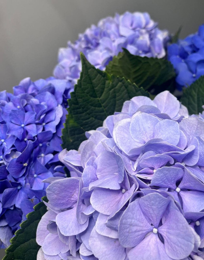 Букет из 5 светло-синих гортензий