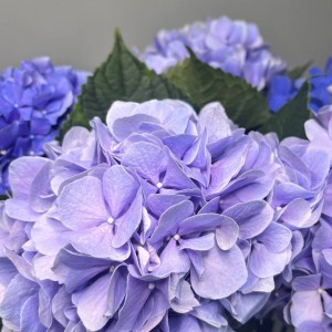 Превью Букет из 5 светло-синих гортензий