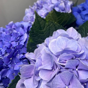 Превью Букет из 5 светло-синих гортензий