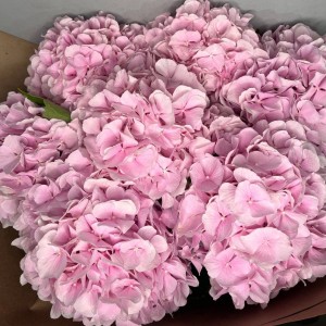 Превью Букет из 7 милых гортензий