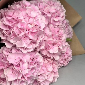 Превью Букет из 7 милых гортензий