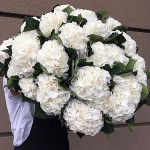 Превью Букет из 19 гортензий