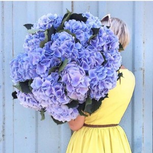 Превью Букет из 15 гортензий