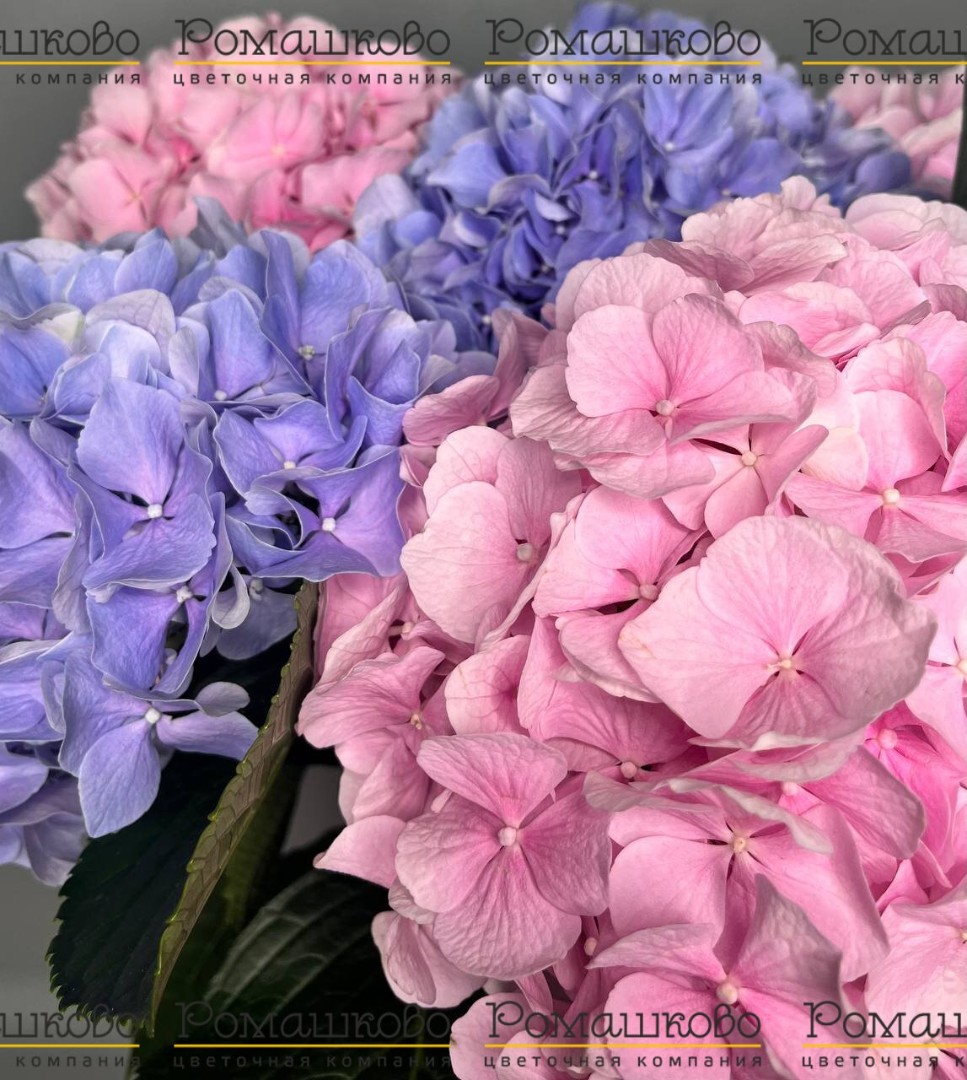 Букет из 7 шт Гортензий