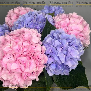 Превью Букет из 7 шт Гортензий