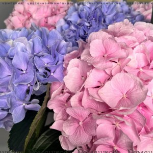 Превью Букет из 7 шт Гортензий