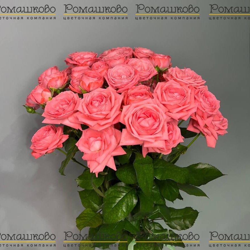 Букет из 7 красивых кустовых роз