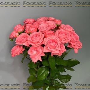 Превью Букет из 7 красивых кустовых роз