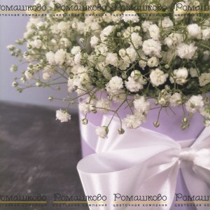 Превью Беззаботная юность