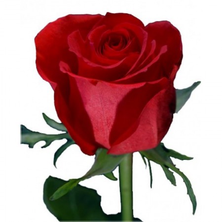 Роза Голландия 70см