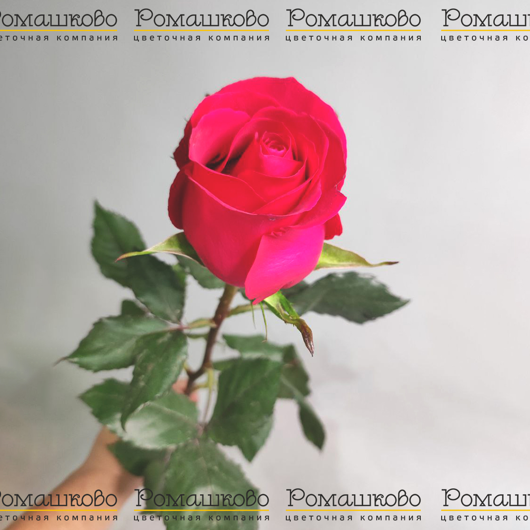 Роза Готча (Эквадор) 50 см