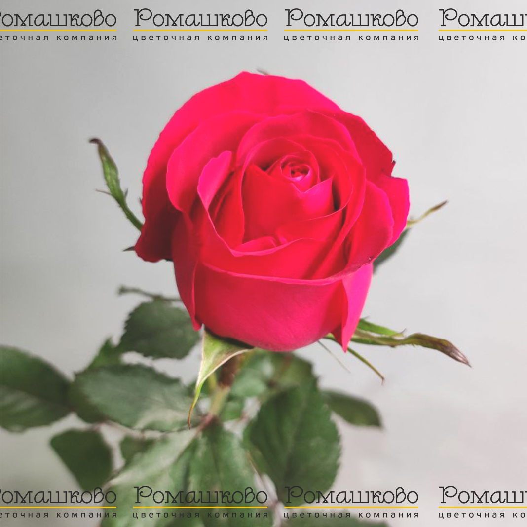 Роза Готча (Эквадор) 50 см