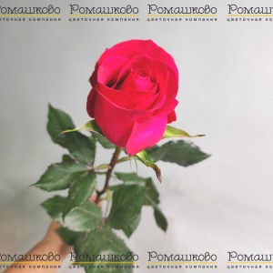 Превью Роза Готча (Эквадор) 50 см