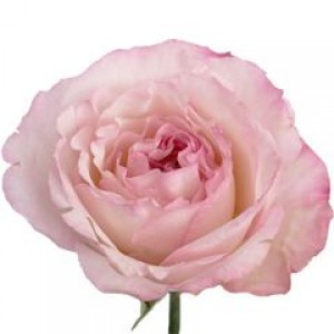 Превью Роза ДЭВИД ОСТИН