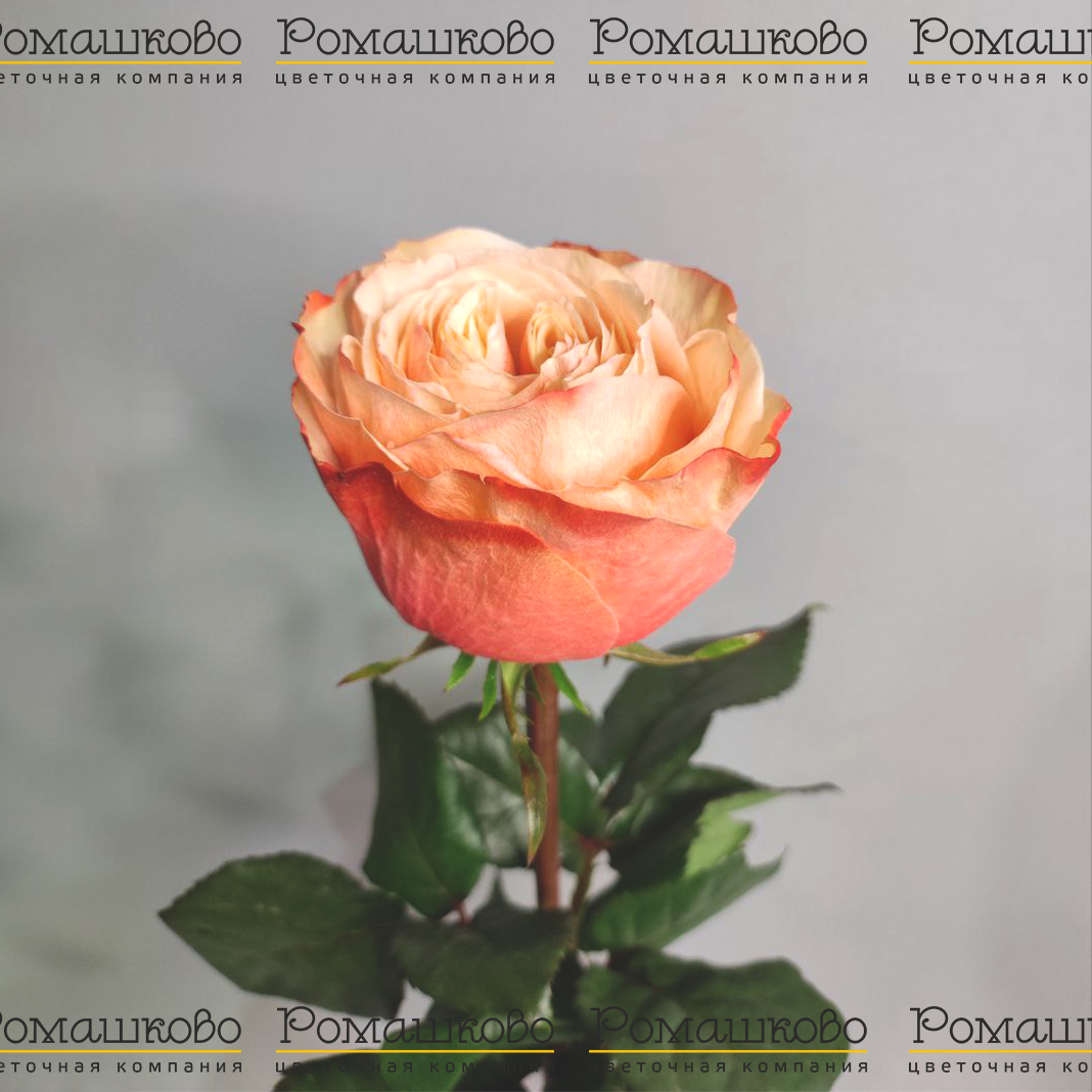 Роза Кахала (Эквадор) 50 см