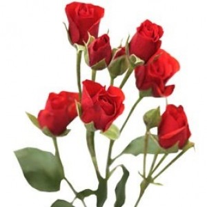 Превью Роза Кустовая (Казахстан) 50см