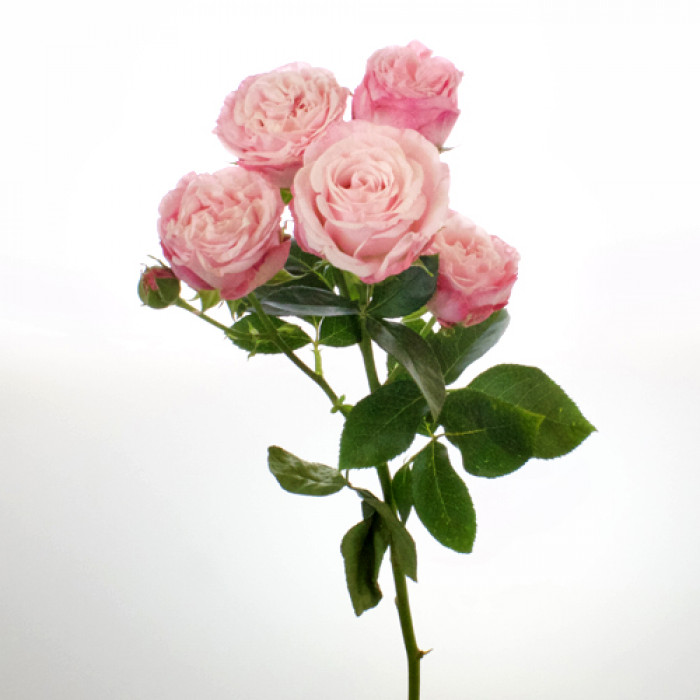 Роза кустовая Бомбастик(Голландия) 40см